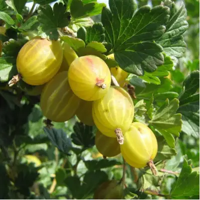 Крыжовник БЕРИЛЛ в Слониме