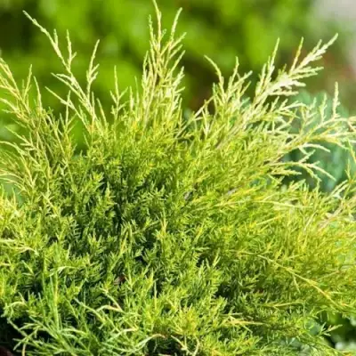 Можжевельник ОЛД ГОЛД средний в Слониме