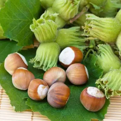 Фундук КРЕПКИЙ ОРЕШЕК в Слониме