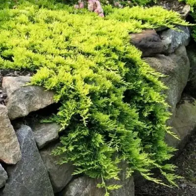 Можжевельник ГОЛДЕН КАРПЕТ горизонтальный  в Слониме