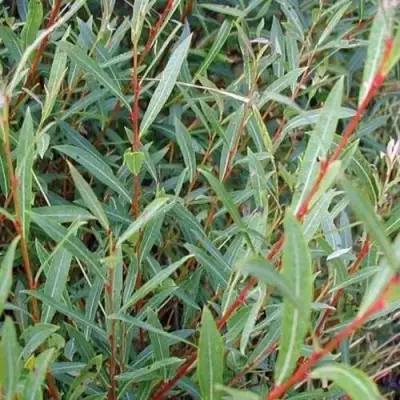 Ива НАНА пурпурная в Слониме