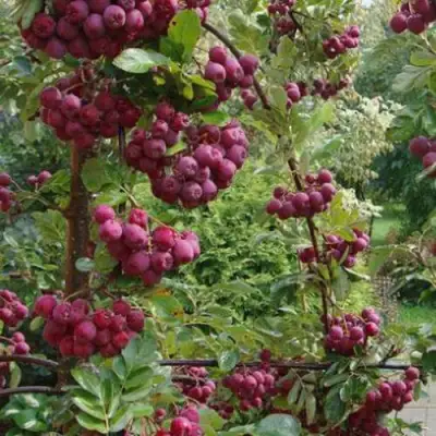 Рябина ДЕСЕРТНАЯ МИЧУРИНА сладкоплодная в Слониме