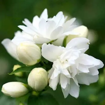 Жасмин ШНЕЕШТРУМ в Слониме