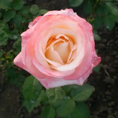 Роза БЕЛА ПЕРЛА чайно-гибридная в Слониме