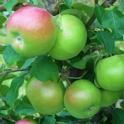 Яблоня НАВАВИТА в Слониме