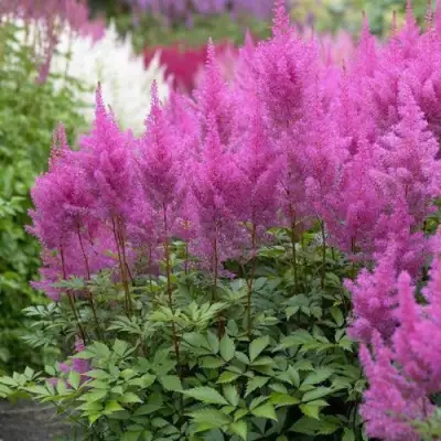 Астильба АМЕТИСТ Арендса в Слониме