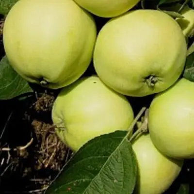 Яблоня ПАПИРОВКА в Слониме