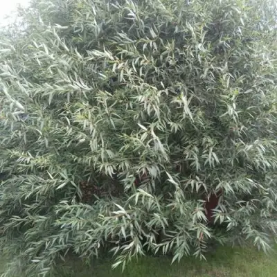 Ива СЕРЕБРИСТАЯ в Слониме