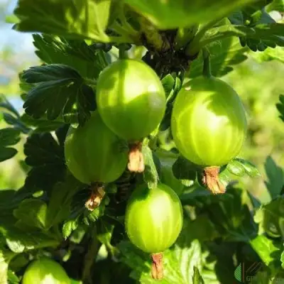 Крыжовник МАЛАХИТ в Слониме