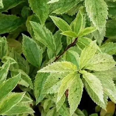 Форзиция ЛЕДНОГОРА промежуточная в Слониме