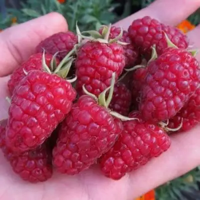 Малина МОСКОВСКИЙ ВЕЛИКАН в Слониме