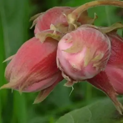 Фундук АКАДЕМИК ЯБЛОКОВ в Слониме