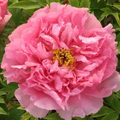 Пион СЕРЕБРИСТЫЙ РУЧЕЙ древовидный в Слониме