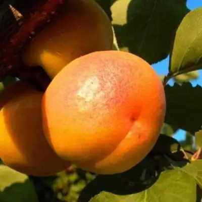 Абрикос СПАДЧЫНА в Слониме