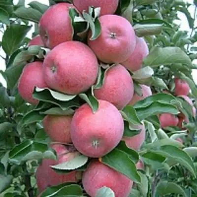 Яблоня АНТЕЙ КИЕВСКИЙ колонновидная в Слониме