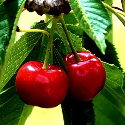 Вишня НИКА в Слониме