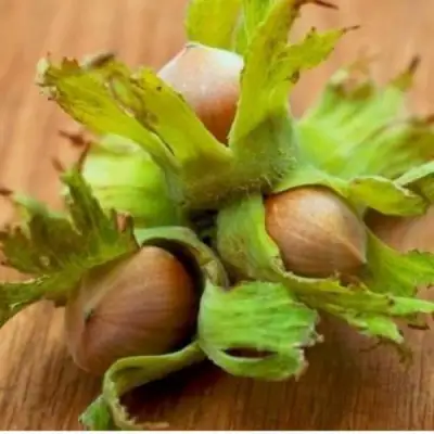 Фундук ГИГАНТ ТАМБОВСКИЙ в Слониме