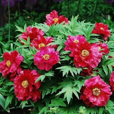 Пион КРАСНЫЙ ЛОТОС древовидный в Слониме