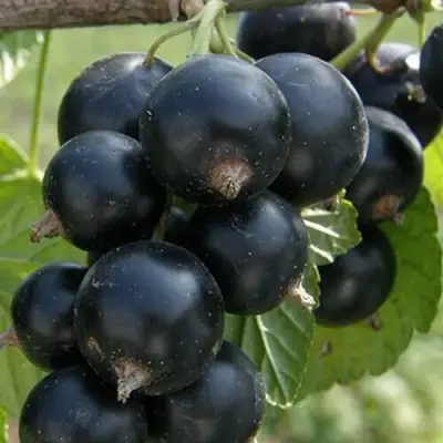 Смородина черная КЛУССОНОВСКАЯ в Слониме