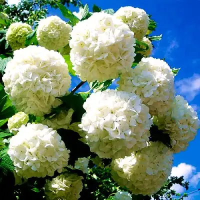 Калина БУЛЬДЕНЕЖ в Слониме