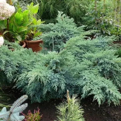 Можжевельник БЛЮ ШВЕД (СВИД) чешуйчатый в Слониме