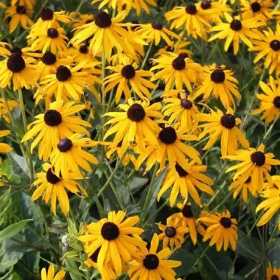 Рудбекия блестящая в Слониме