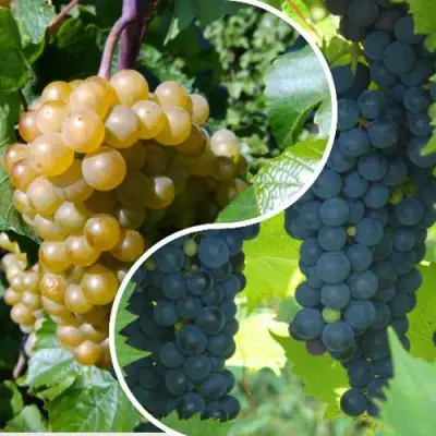 Комплект ИНЬ-ЯНЬ в Слониме