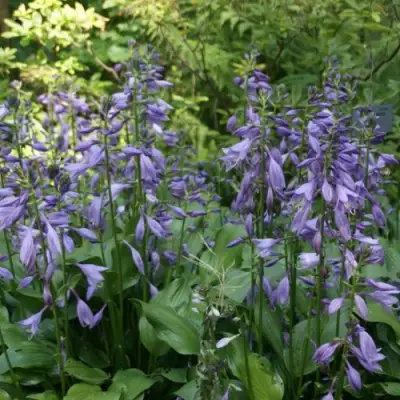 Хоста ГАРРИ ВАН ТРИЕР в Слониме