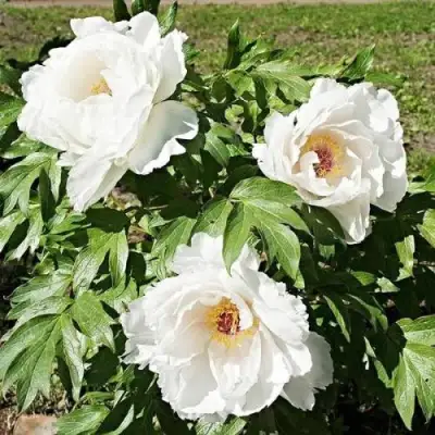 Пион ЛЕТНИЙ ДВОРЕЦ древовидный в Слониме