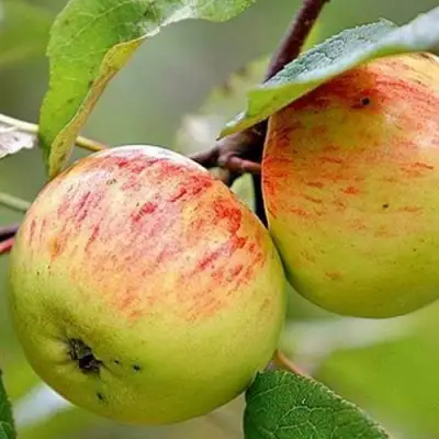 Яблоня РАНЕТКА (КОРОБОВКА) в Слониме