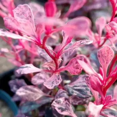 Барбарис РОУЗ ГЛОУ тунберга в Слониме