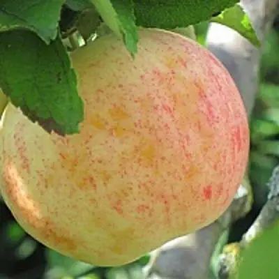 Яблоня ЛЕТНЕЕ СЛАДКОЕ в Слониме