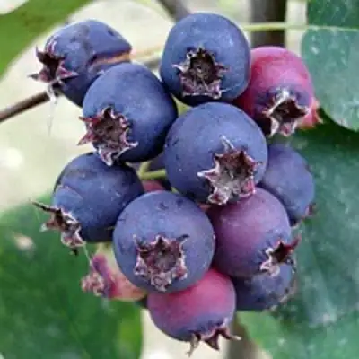 Ирга SLEYT в Слониме