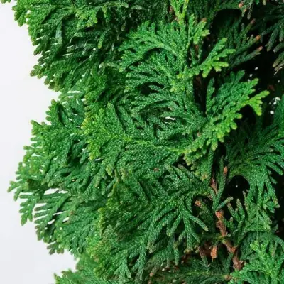 Туя СПИРАЛИС западная в Слониме