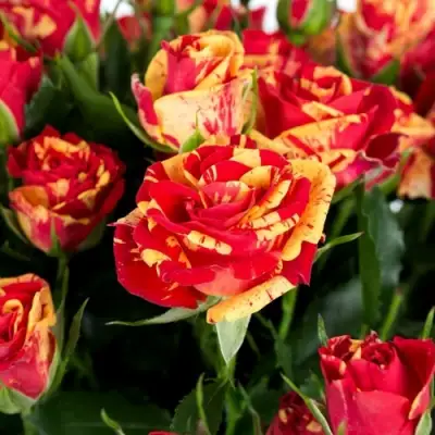 Роза ФАЙЕР ФЛЕШ спрей в Слониме