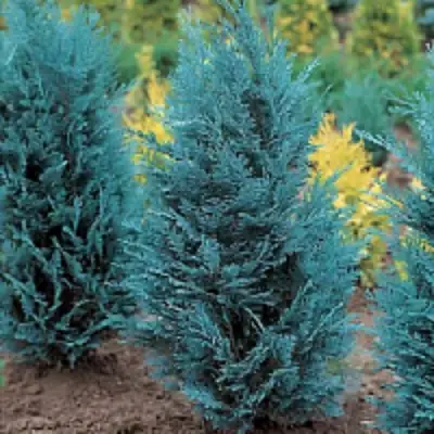 Кипарисовик ВАН ПЕЛЬТС БЛЮ лавсона в Слониме