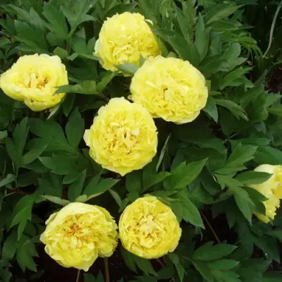 Пион ЗОЛОТАЯ КОРОНА древовидный в Слониме