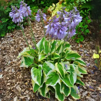 Хоста АУРЕОМАРГИНАТА в Слониме