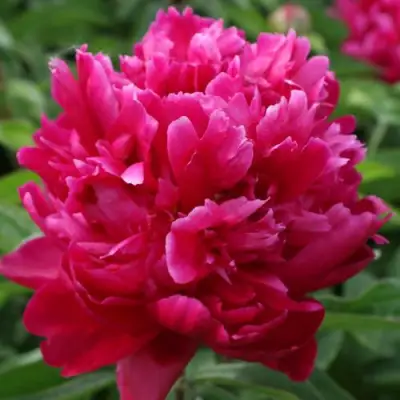 Пион ПЕСНЬ ВЕТРА травянистый в Слониме