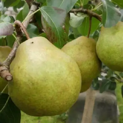 Груша ПЛАТОНОВСКАЯ в Слониме