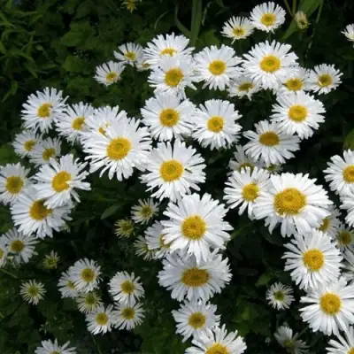 Астра АЛЬБУС альпийская в Слониме