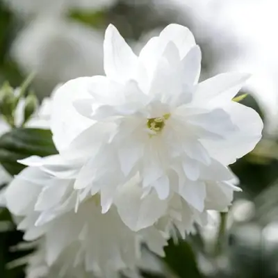 Жасмин МИНЕСОТА СНОУФЛЕЙК в Слониме