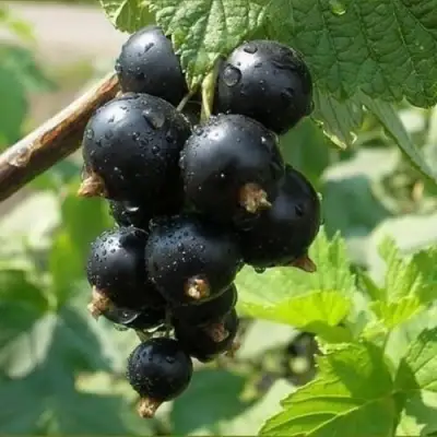 Смородина черная ПИГМЕЙ в Слониме