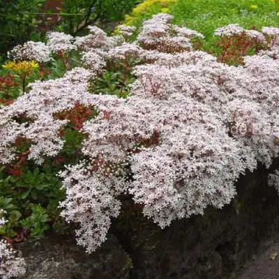 Очиток (седум) МУРАЛЕ белый в Слониме