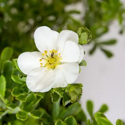 Лапчатка СНОУБЕРД кустарниковая в Слониме