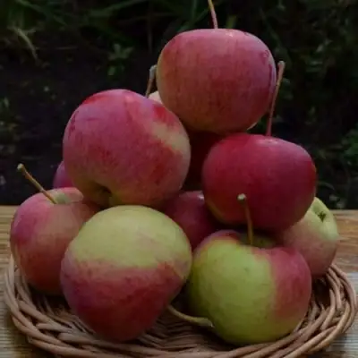 Яблоня РОДНИКОВАЯ в Слониме