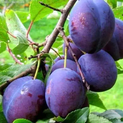 Слива ВЕНГЕРКА БЕЛОРУССКАЯ в Слониме