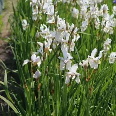 Ирис АЛЬБА сибирский в Слониме