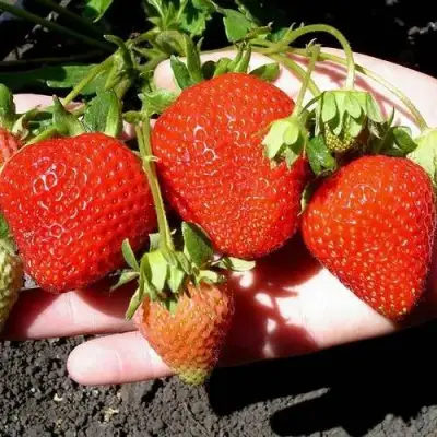 Клубника САН АНДРЕАС ремонтантная в Слониме