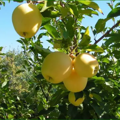 Яблоня ГОЛДЕН МИЛЛЕНИУМ в Слониме